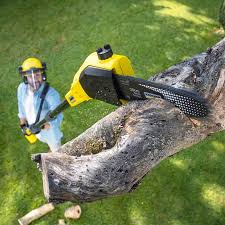 Best Lawn Renovation and Restoration  in Belle, MO